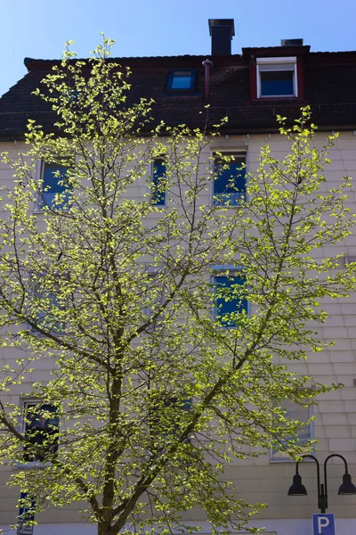 Árbol Verde Fresco Las Fachadas Ciudad Primavera Mes Abril Sur — Foto de Stock