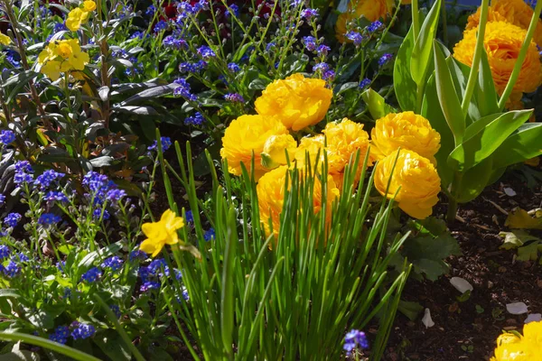 Les Fleurs Colorées Ville Printemps Dans Parc Allemand Sud Après — Photo