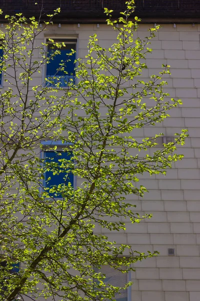 Árbol Verde Fresco Las Fachadas Ciudad Primavera Mes Abril Sur — Foto de Stock