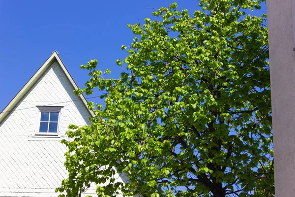beyaz şehir cepheleri üzerinde taze yeşil yapraklar ağaç güney Almanya'da tarihi şehrin mavi bir gökyüzü