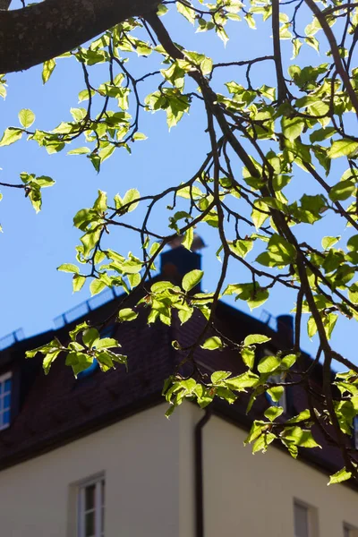 新鲜绿树阳光在城市门面在春天的月份四月南德国 — 图库照片