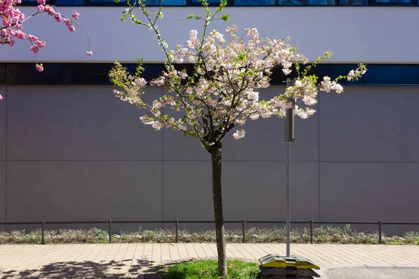 Almendro Flor Moderna Fachada Del Edificio Ciudad Histórica Con Cielo — Foto de Stock