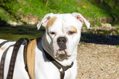 nehir kenarında büyük beyaz köpek