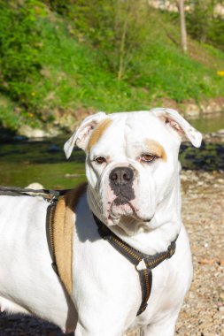 nehir kenarında büyük beyaz köpek