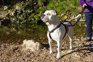 nehir kenarında büyük beyaz köpek