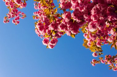 mavi gökyüzünde badem ağacı çiçeği