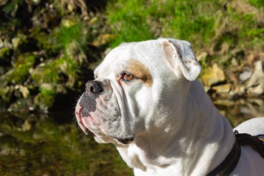 nehir kenarında büyük beyaz köpek