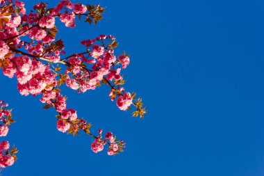 mavi gökyüzünde badem ağacı çiçeği