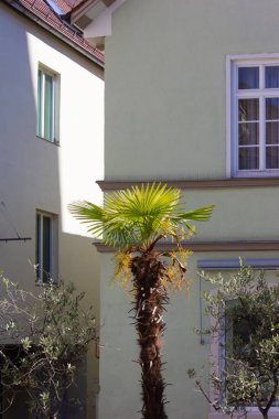 tarihi şehir cephesi önce palmtree