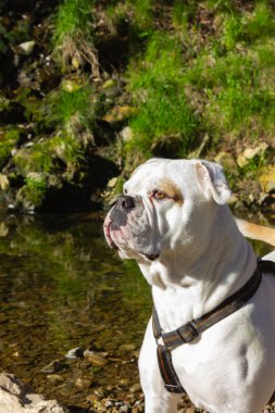 nehir kenarında büyük beyaz köpek