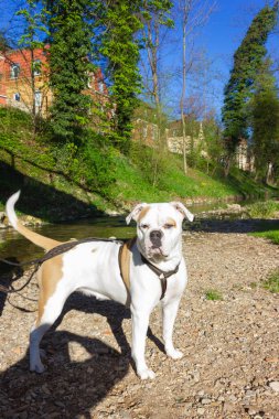 nehir kenarında büyük beyaz köpek