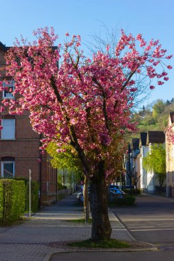 sokakta badem ağacı çiçeği