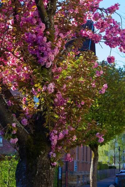 Amêndoa árvore flor na rua — Fotografia de Stock
