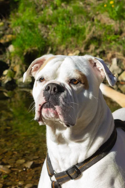 nehir kenarında büyük beyaz köpek