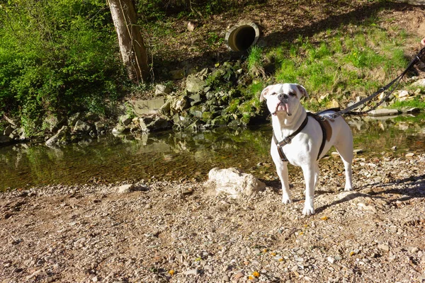 Nehir kenarında büyük beyaz köpek — Stok fotoğraf