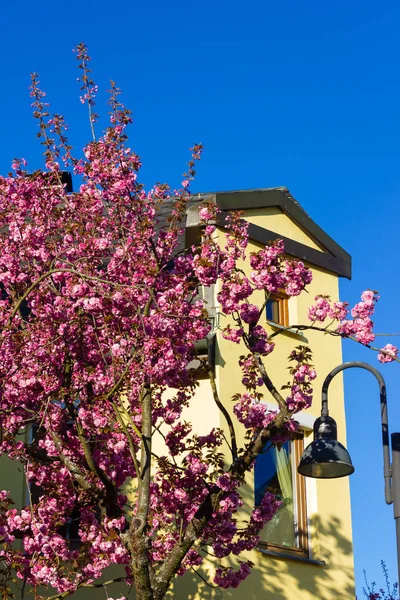 sokakta badem ağacı çiçeği