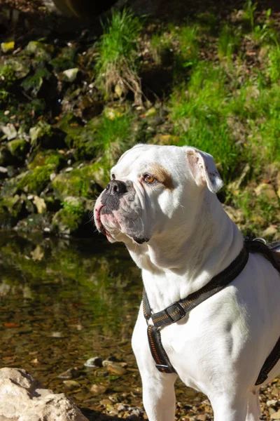 nehir kenarında büyük beyaz köpek