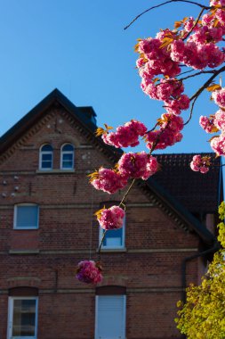 sokakta badem ağacı çiçeği