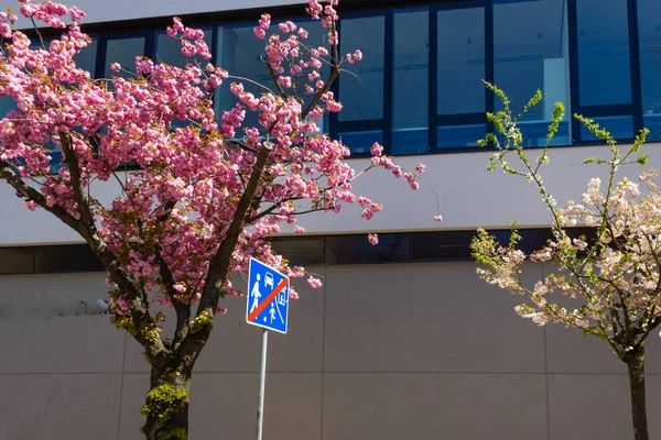 yaya alan panosu sonu