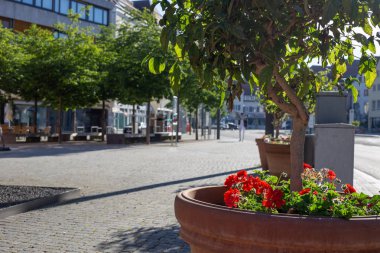 bir şehir Bulvarında renkli çiçekler