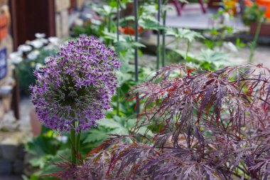 Yazlık bahçede çiçekler