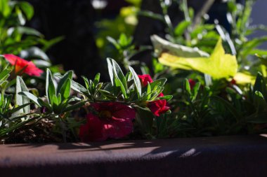 bir şehir Bulvarında renkli çiçekler