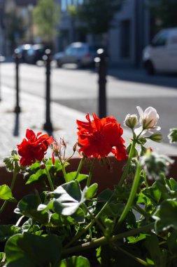 bir şehir Bulvarında renkli çiçekler