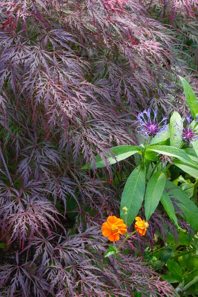 Flores en casa de campo jardín — Foto de Stock