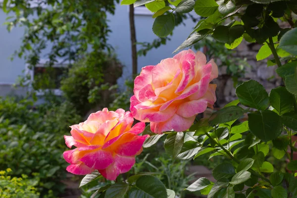 Rosas amarillas rosadas — Foto de Stock