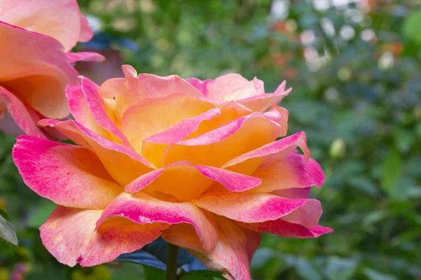 Růžové žluté růže — Stock fotografie