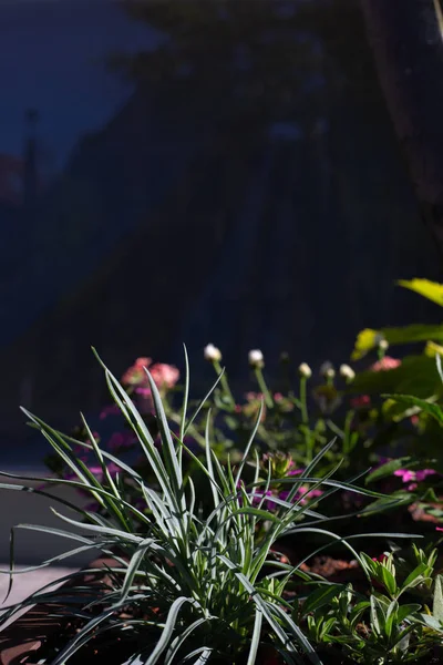 Fleurs colorées à un boulevard de la ville — Photo