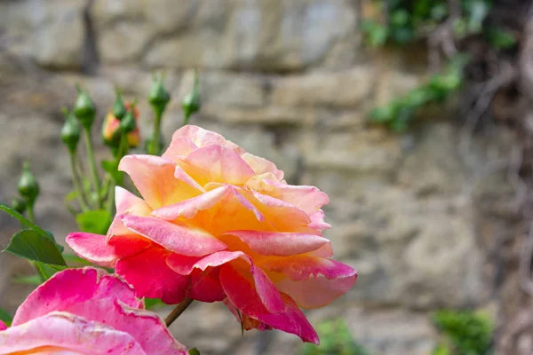 Rosa gelbe Rosen — Stockfoto