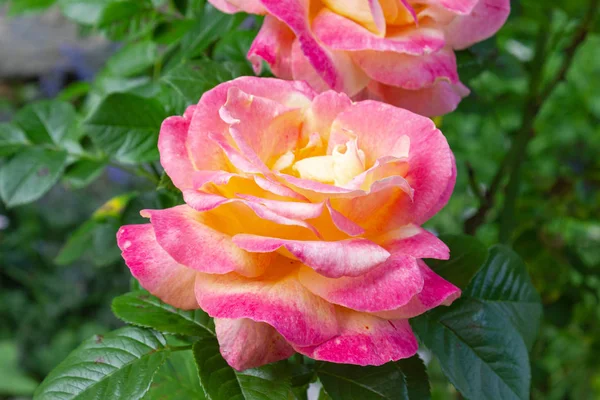 Růžové žluté růže — Stock fotografie