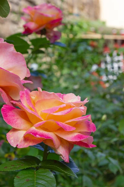 Rosas amarillas rosadas — Foto de Stock