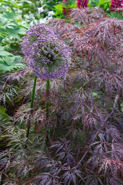 Blommor på Cottage Garden — Stockfoto