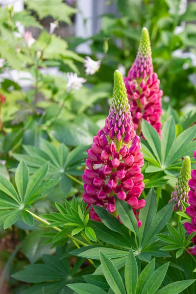 Flowers at cottage garden Stock Picture