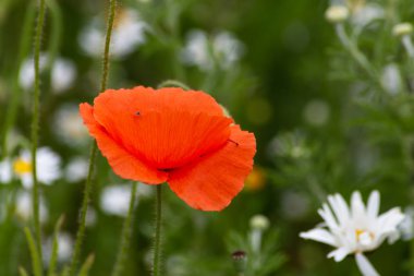 bir çayırda kırmızı haşhaş çiçekleri
