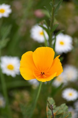 bir yaz alanında renkli çiçekler