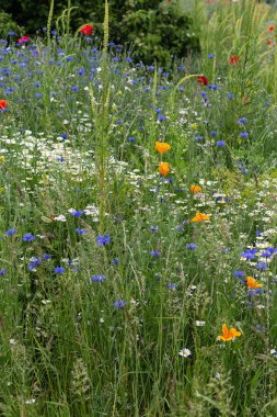 bir yaz alanında renkli çiçekler