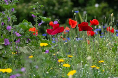 Tarlada kırmızı gelincik çiçekleri
