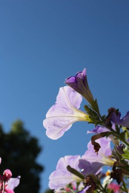 bir şehir bulvarı parkta renkli çiçekler
