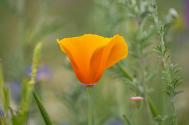 bir yaz alanında renkli çiçekler