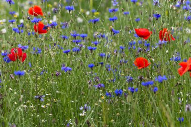 bir çayırda kırmızı haşhaş çiçekleri