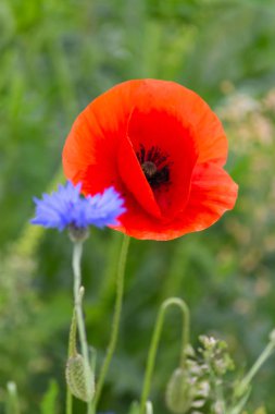 bir çayırda kırmızı haşhaş çiçekleri