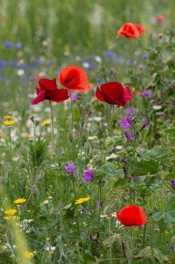 Tarlada kırmızı gelincik çiçekleri