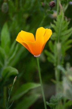 bir yaz alanında renkli çiçekler