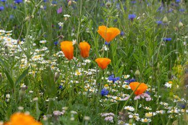 bir yaz alanında renkli çiçekler