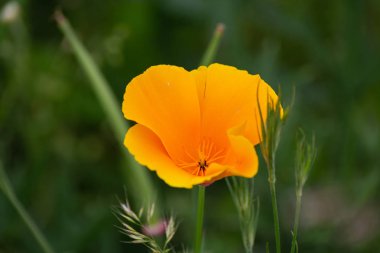 bir yaz alanında renkli çiçekler