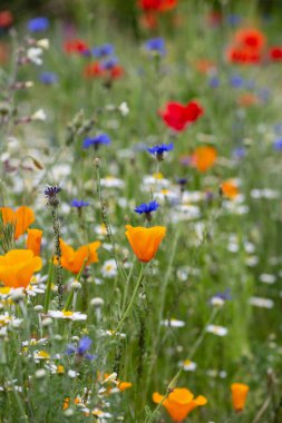 bir yaz alanında renkli çiçekler