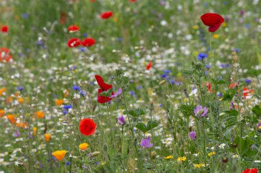 Tarlada kırmızı gelincik çiçekleri